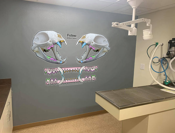 3D Feline Dental Chart (Wall Decal)