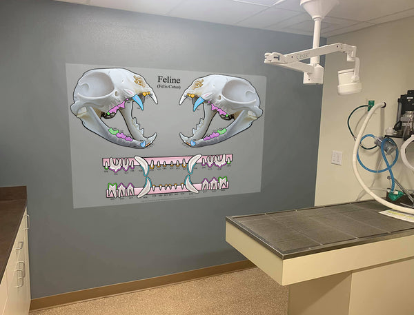 3D Feline Dental Chart (Wall Decal)