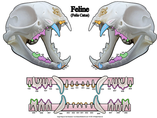 3D Feline Dental Chart (Wall Decal)
