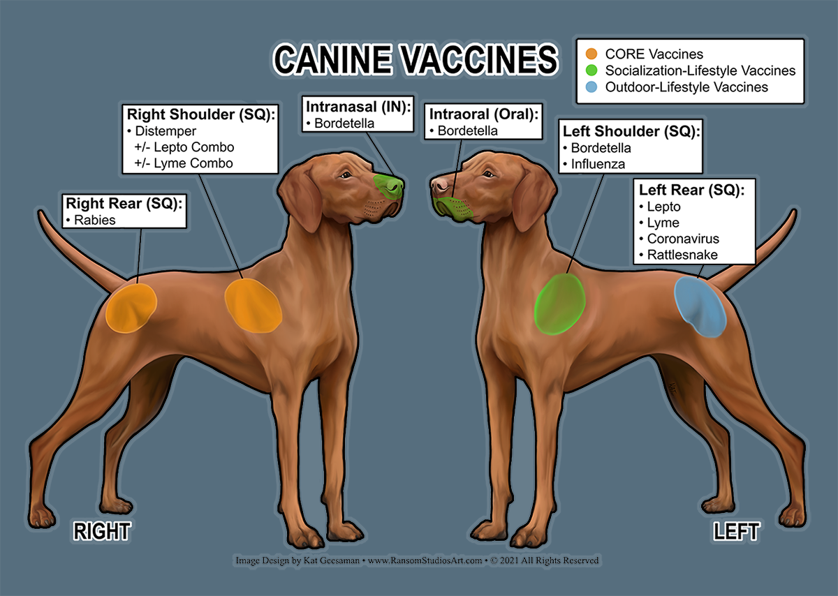 Feline ultranasal deals fvrcp