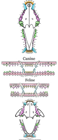 Vertical Feline & Canine Dental Chart (Wall Decal)