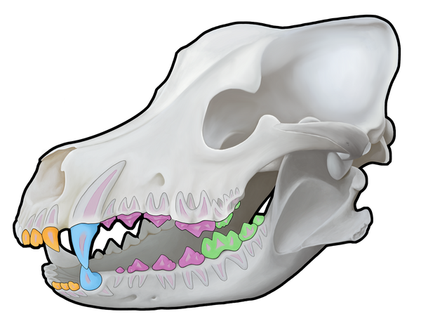 3D Canine Skull (Wall Decal)