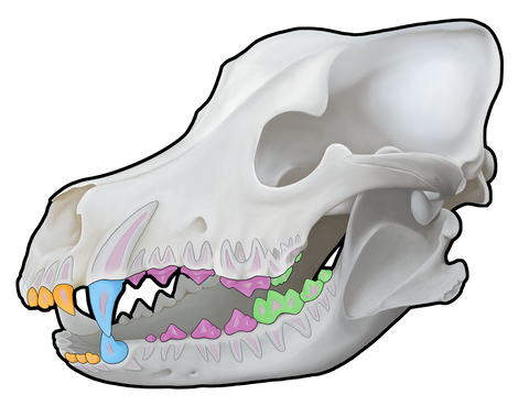 3D Canine Skull Decal