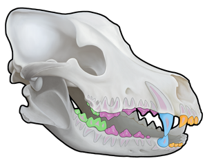 3D Canine Skull (Wall Decal)