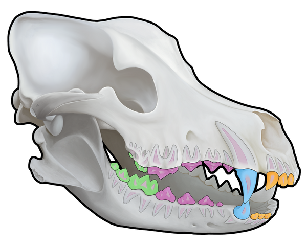 3D Canine Skull Decal