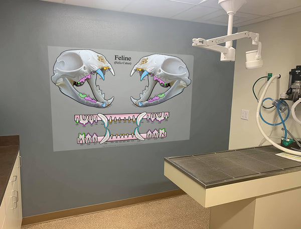 3D Feline Dental Chart Decal