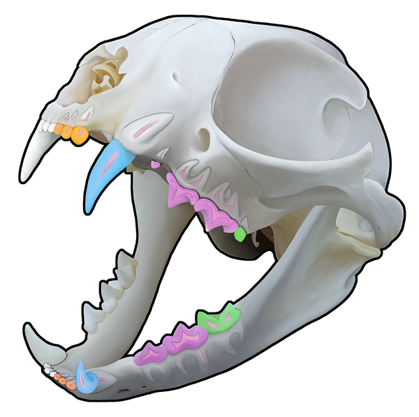 3D Feline Skull (Wall Decal)