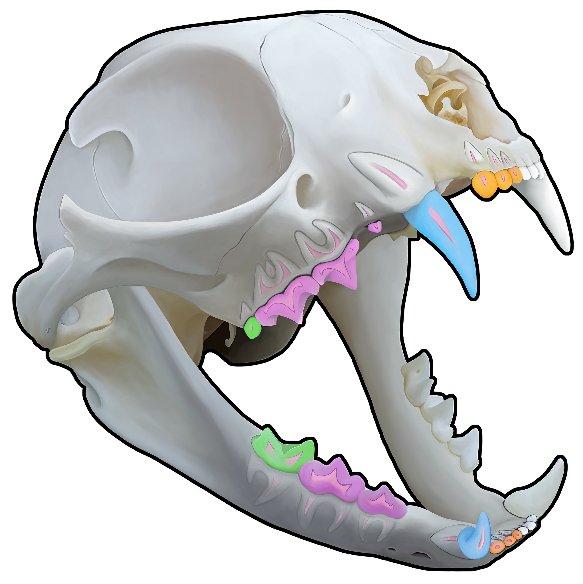 3D Feline Skull (Wall Decal)