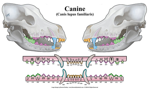 3D Canine Dental Chart Decal