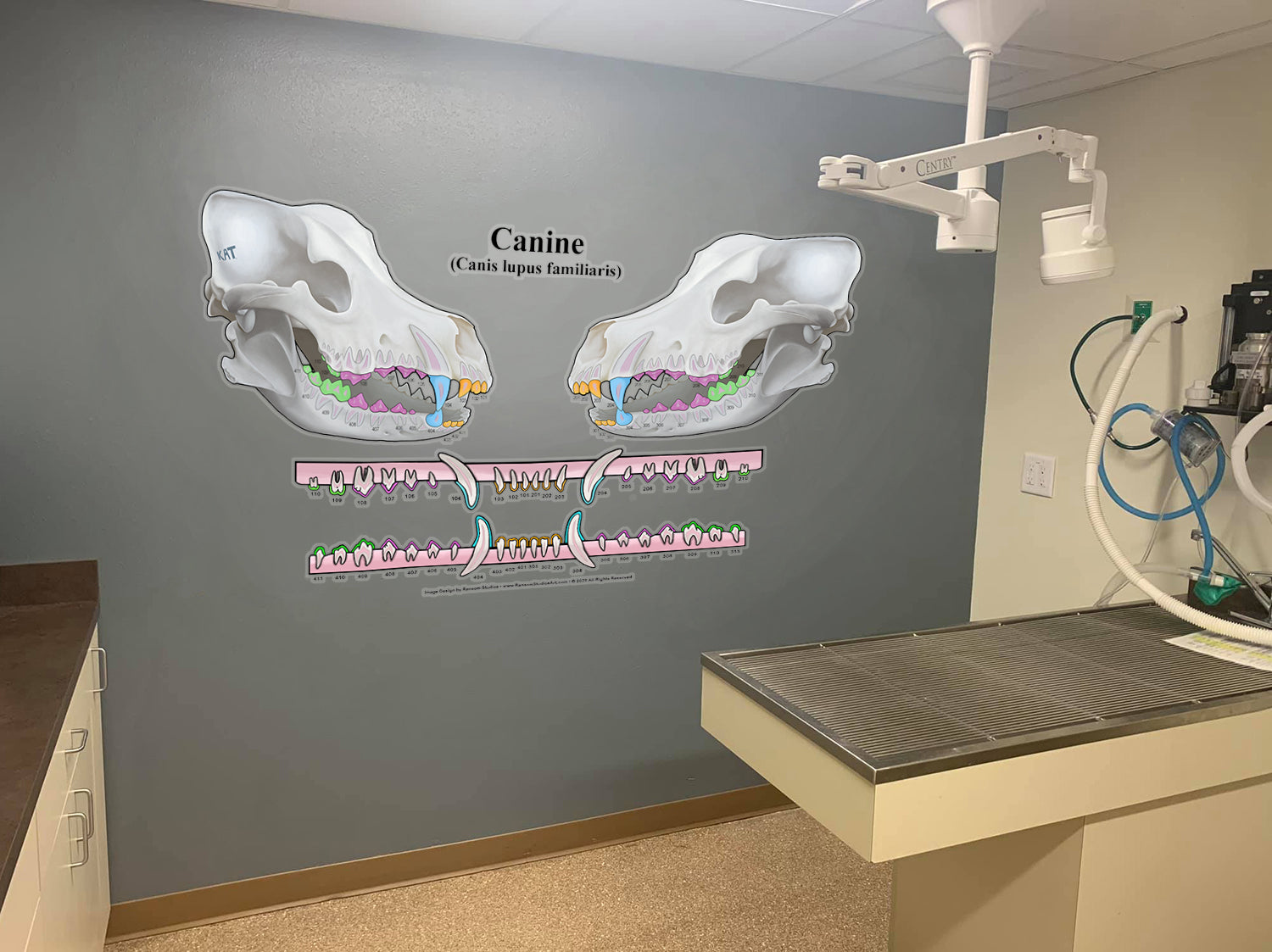3D Canine Dental Chart (Wall Decal)