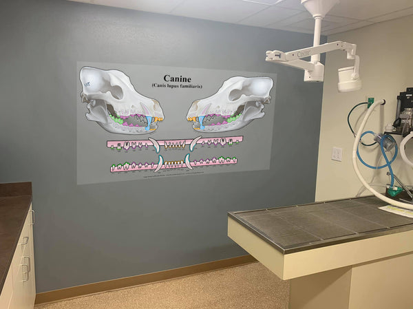 3D Canine Dental Chart (Wall Decal)
