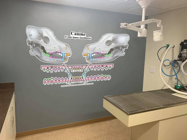 3D Canine Dental Chart (Wall Decal)