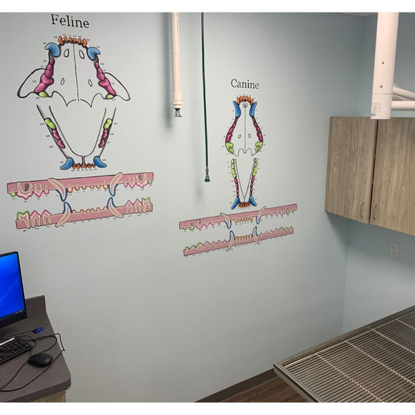 FELINE & CANINE DENTAL CHART MURAL