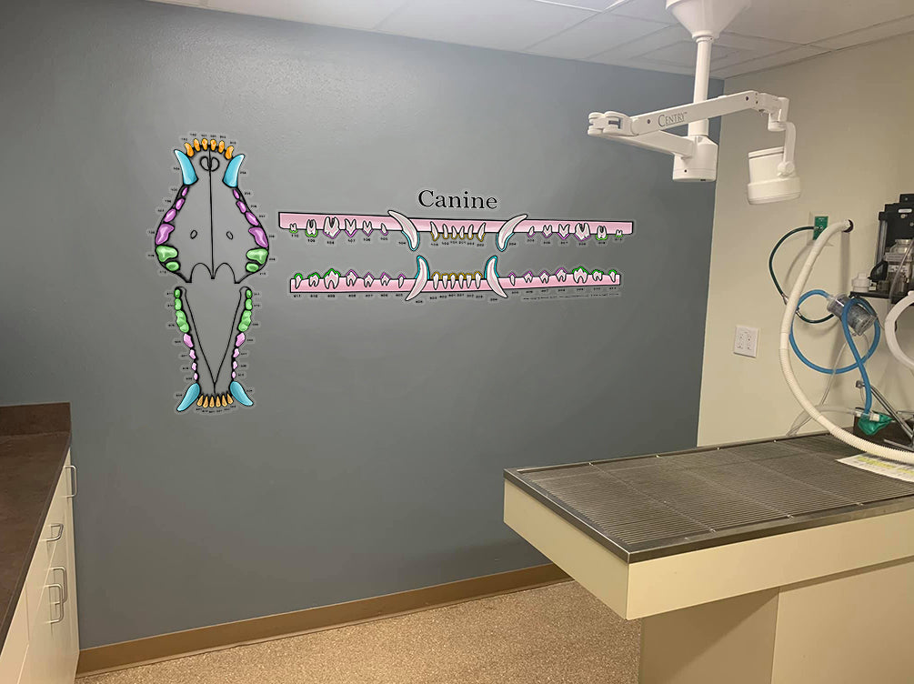 Canine-Only Dental Chart (Wall Decal)