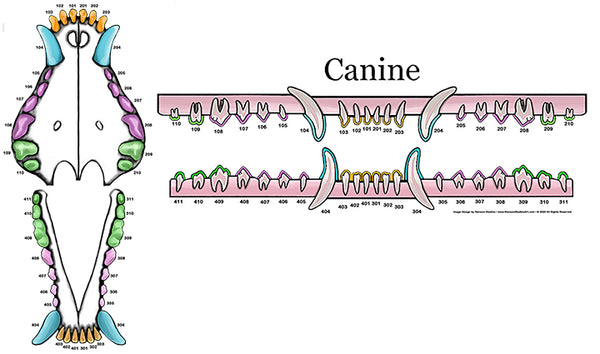 Canine-Only Dental Chart (Wall Decal)