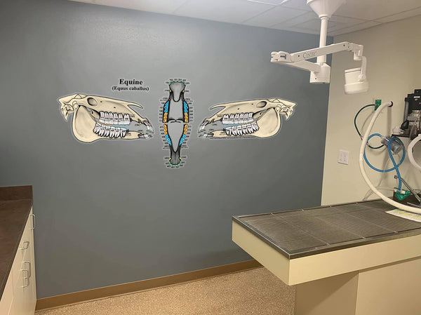 Equine Dental Chart (Wall Decal)
