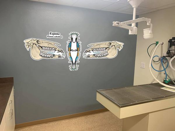 Equine Dental Chart (Wall Decal)