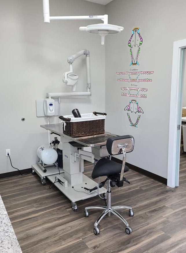 Vertical Feline & Canine Dental Chart (Wall Decal)