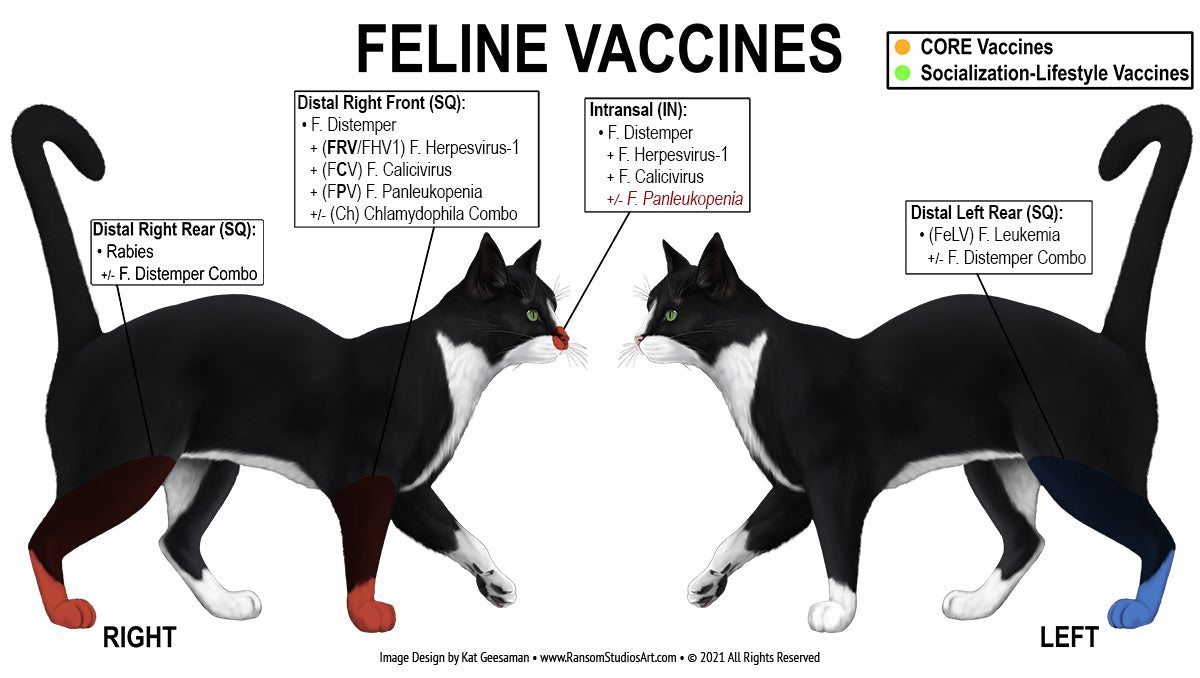 Feline Vaccine Injection Diagram Wall Decal