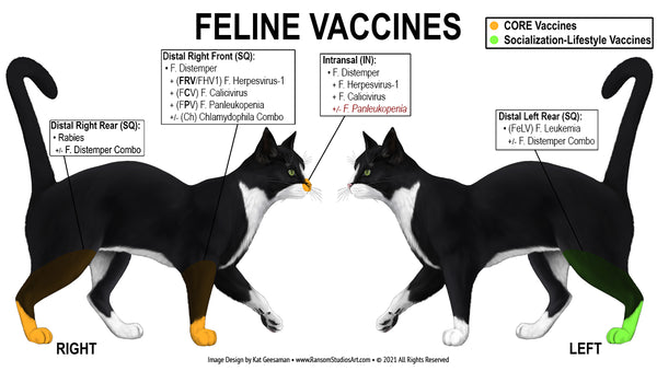 Feline Vaccine Injection Diagram Wall Decal