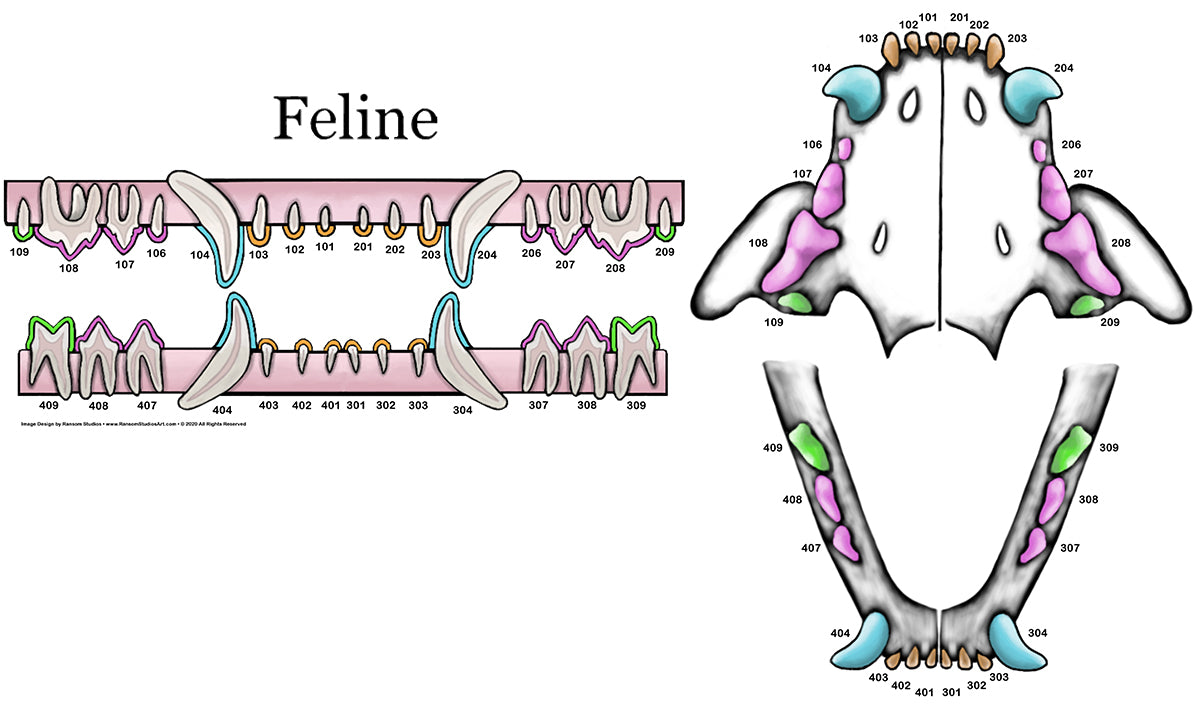 Cat Tooth Roots Names Feline Dental Roots How Do I Know If My Pet Has Dental Disease?