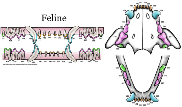 Feline-Only Dental Chart (Wall Decal)
