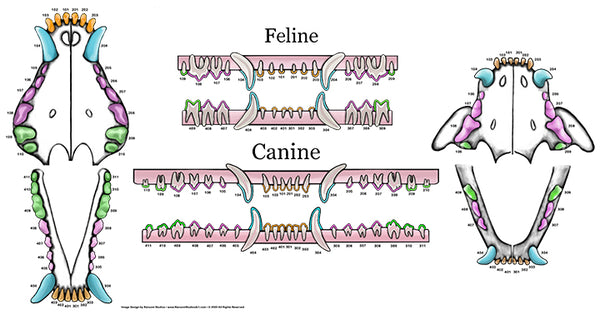 Feline & Canine Traditional Dental Chart (Wall Decal)