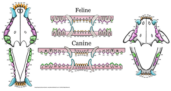Feline & Canine Dental Chart Decal