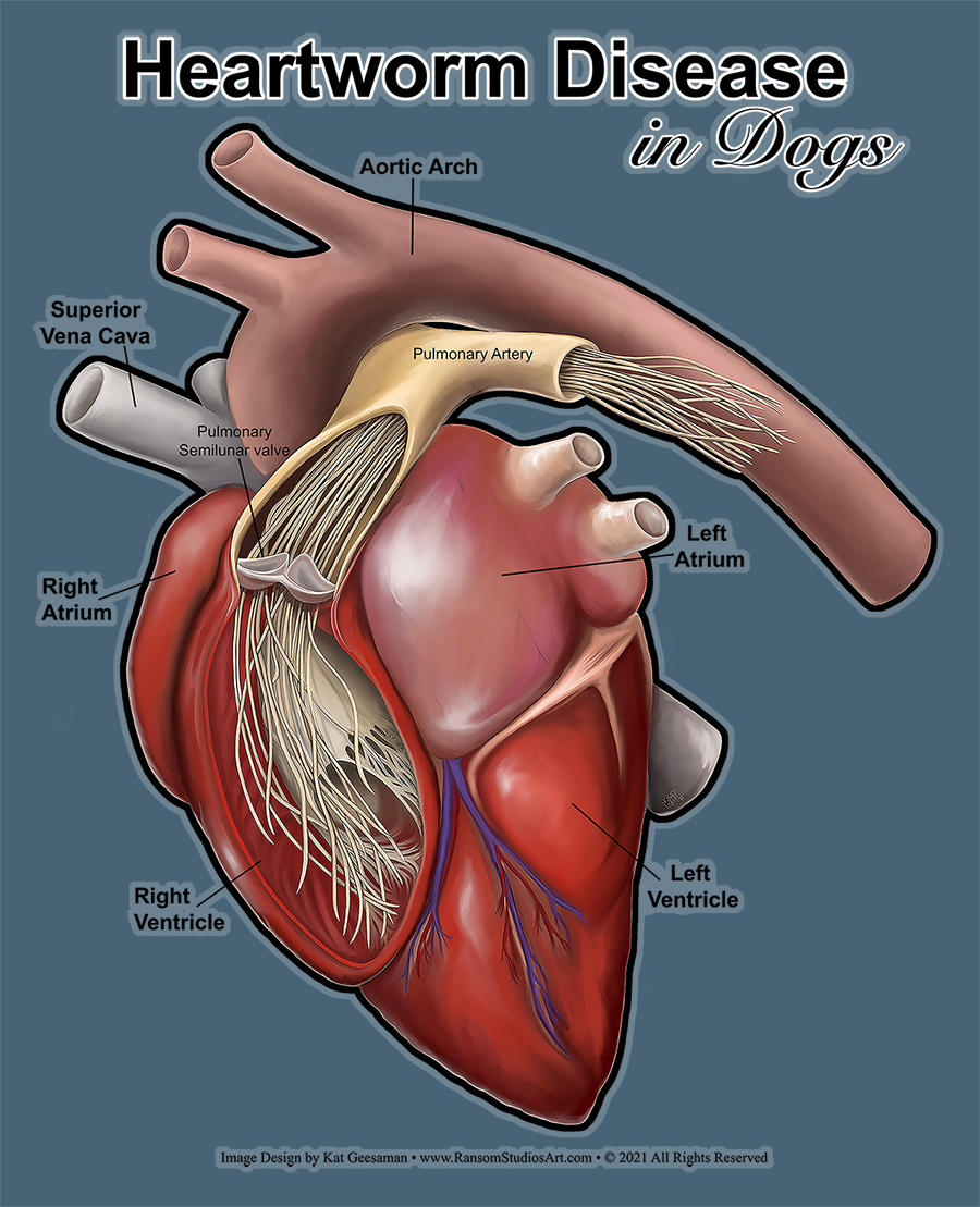 Heartworm Decal