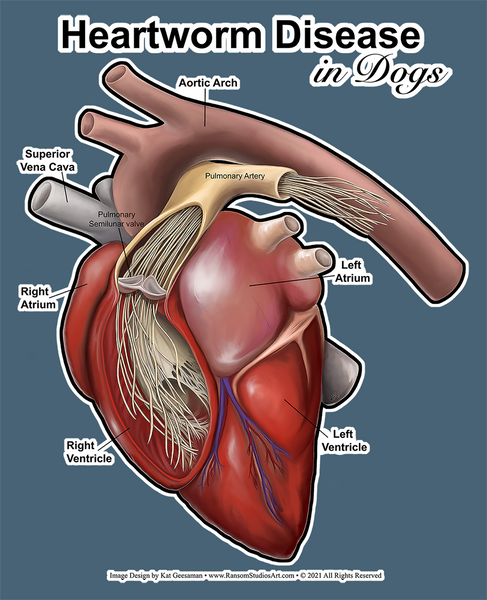 Heartworm Decal