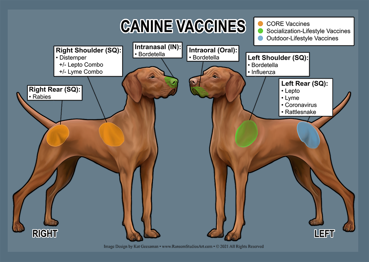 Canine Vaccine Chart Decal – Ransom Studios