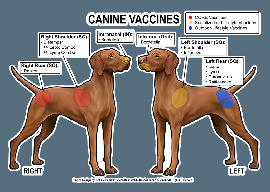 Dog 2024 injection sites