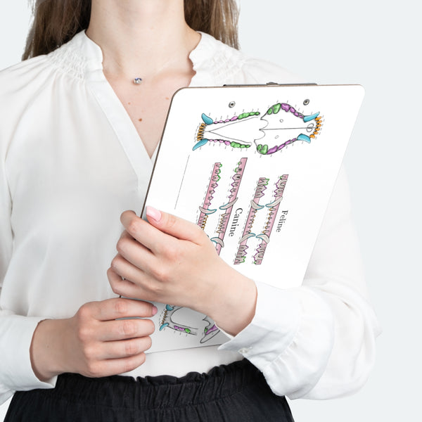 Dental Chart Clipboard