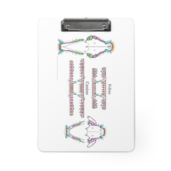 Dental Chart Clipboard